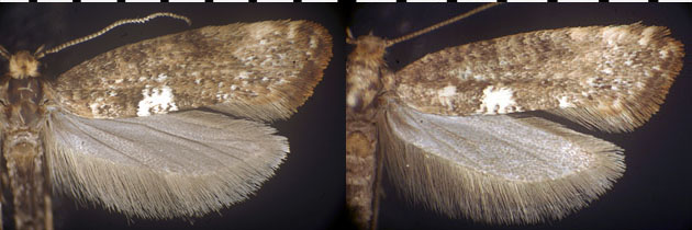Acrolepiopsis assectella images