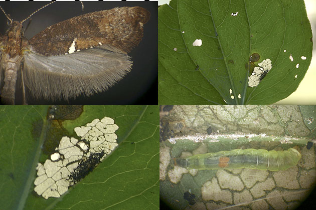 Acrolepiopsis heppneri images