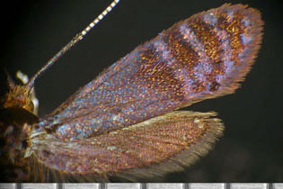  Adela caeruleella half image