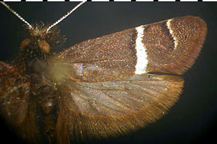  Adela purpurea image