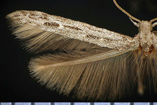 Batrachedra praeangusta image