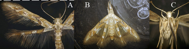 Idioglossa miraculosa live adult maxillary tufts image