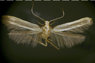 Stathmopoda elyella image