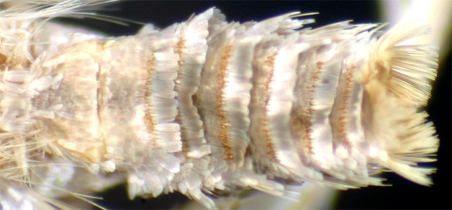 Blastobasidae or Blastobasinae abdominal spines image