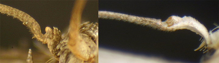 Blastobasidae or Blastobasinae Blastobasis Holcocera male antenna notch image