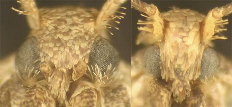 Blastobasidae or Blastobasinae Pigritia labial palp image