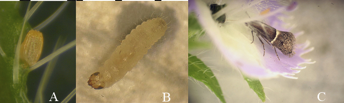 Tinagma gaedikei egg larva live adult image
