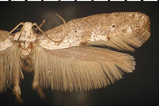 Ochromolopis ramapoella image