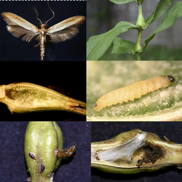 Caloptilia murtfeldtella images