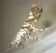 Lithocolletinae Cameraria live adult resting position image