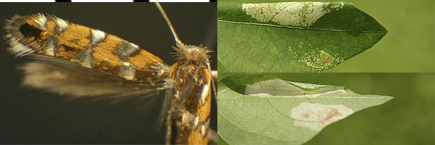 Macrosaccus morrisella images