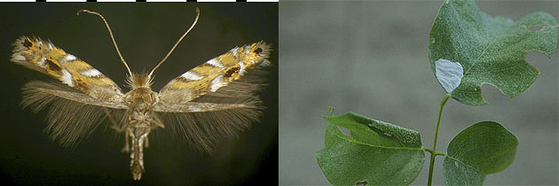 Macrosaccus robiniella images