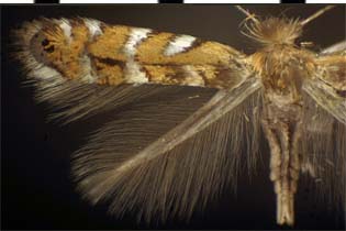 Macrosaccus uhlerella images