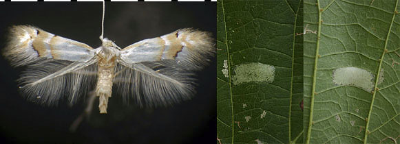 Phyllonorycter lucetiella images