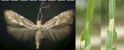 Phyllonorycter scudderella images