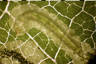 Phyllocnistis larva images