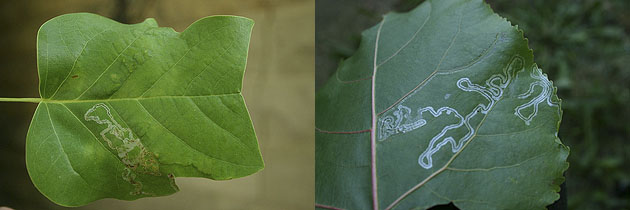 Phyllocnistis liriodendronella and populiella leaf mine images