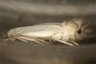 Phyllocnistis live adult images