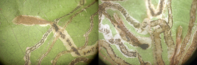 Phyllocnistis leaf mine and pupal chamber images