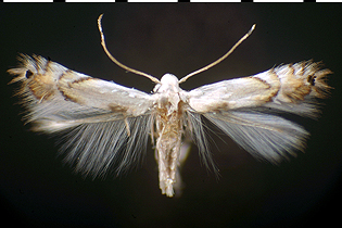 Phyllocnistis adult images