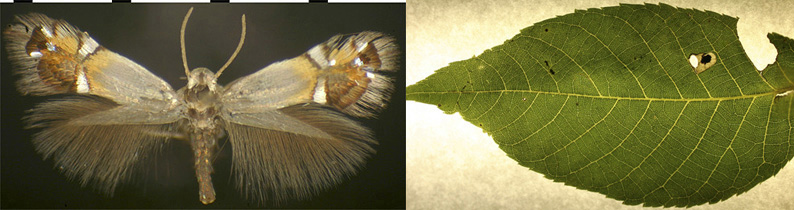  Coptodisca juglandiella images