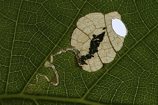  Heliozelidae leaf mine image