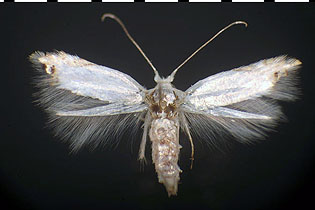 Paraleucoptera albella image
