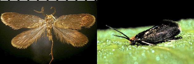 Epimartyria auricrinella images