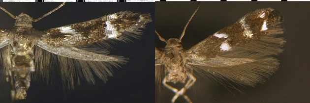 Mompha black and white species image