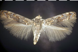 Mompha cephalonthiella image