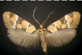 Decantha boreasella image