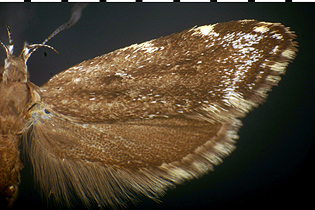 Eido trimaculella image