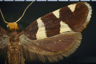  Lampronia russatella image