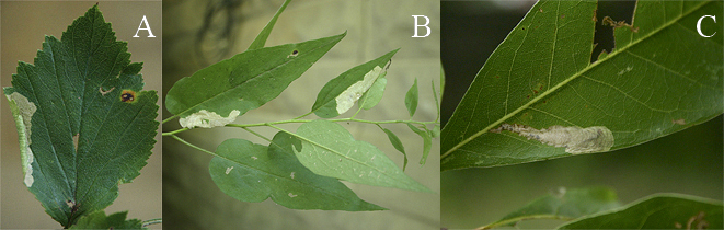 Tischeriidae leaf mine images