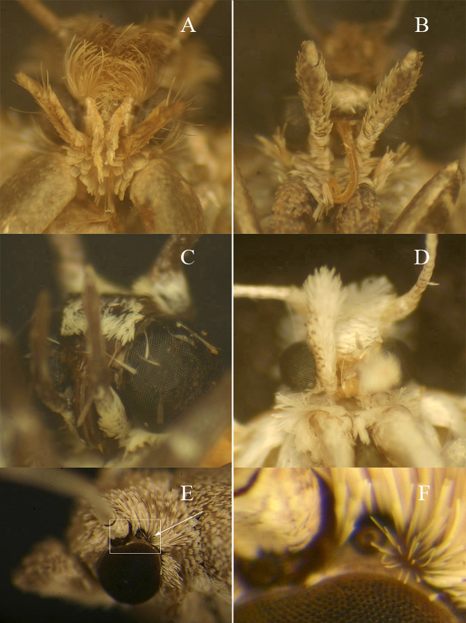 microlepidoptera head structure images